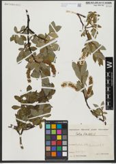 Foto von Salix hastata L.